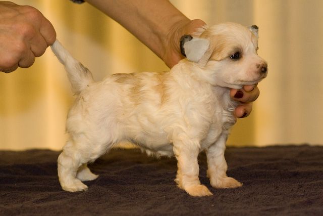 Chinese Line Drop Dead Gorgeous