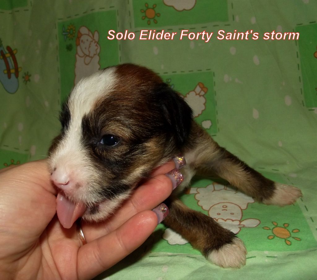 Solo Elider Forty Saint's Storm