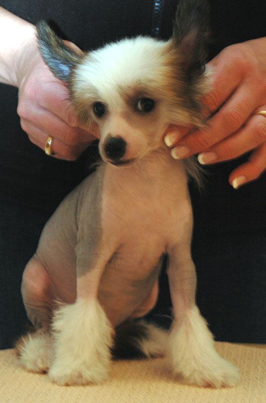 Grand Slam Little Champs