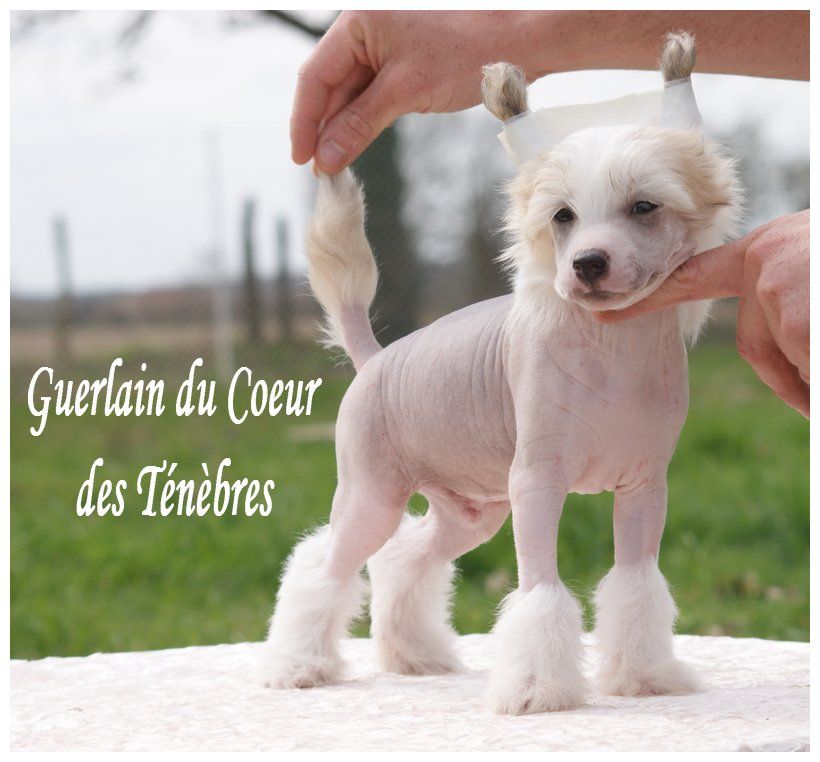 Guerlain Du Coeur Des Tenebres