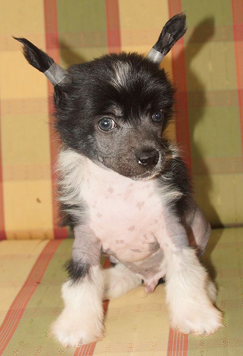 Charuyuschiy Soblazn N...