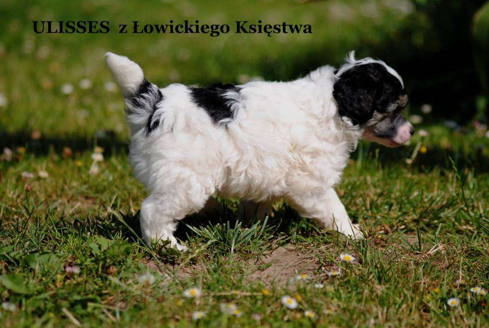 ULISSES z Lowickiego Ksiestwa