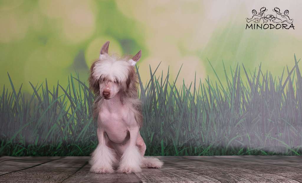 Coffee With Milk Minodora