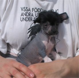 Spirit Of Mantra's Botox Benke