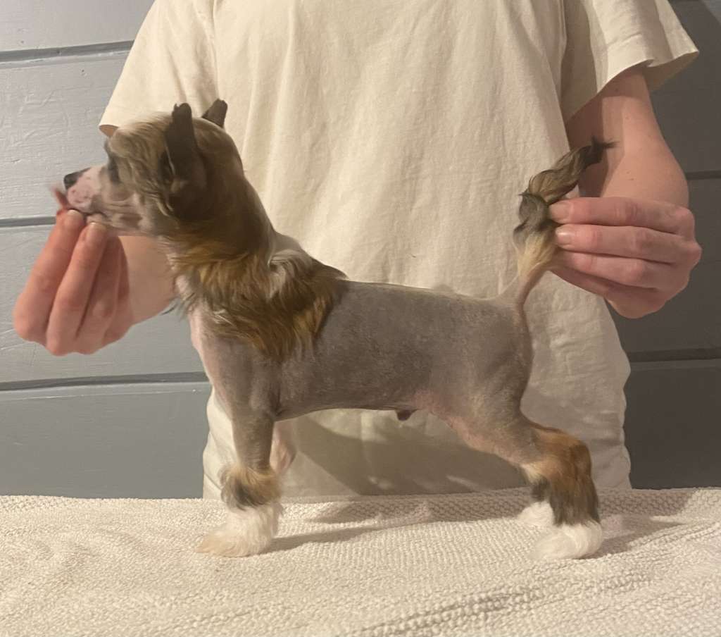 Moelmo?s A Dramas Act