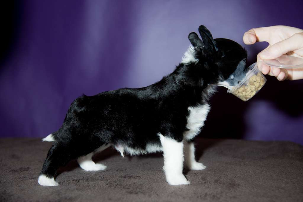 Anna Sky Kennel Nuevo Rey Del Tango