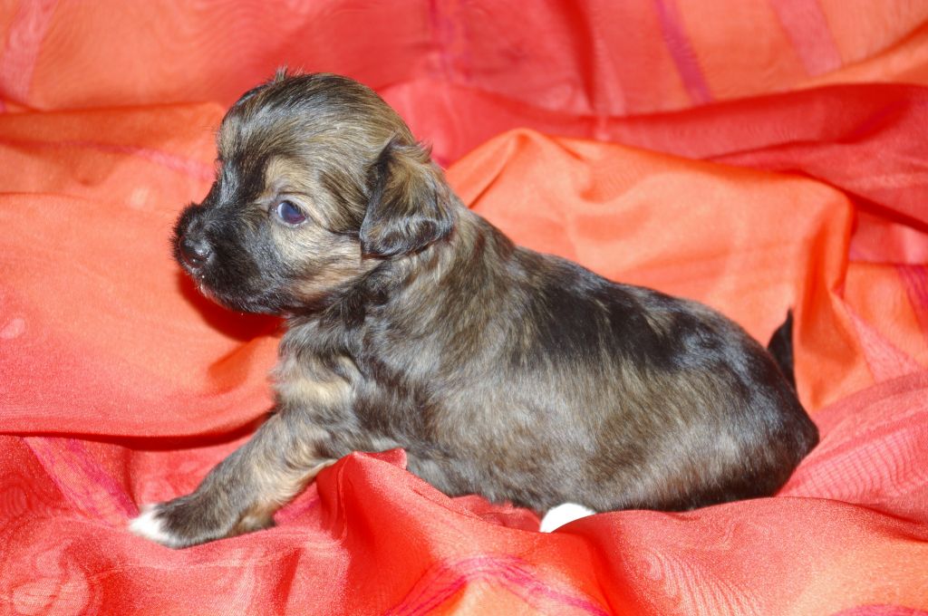 Ben vom siebten Himmel