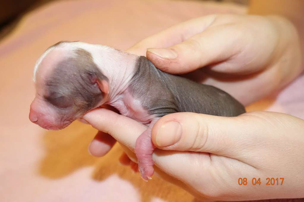 Fiery Fame Noble Soul