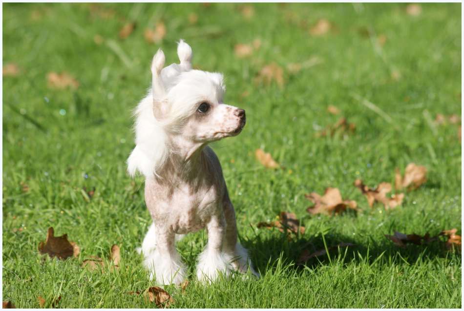Judes Du Coeur Des Tenebres