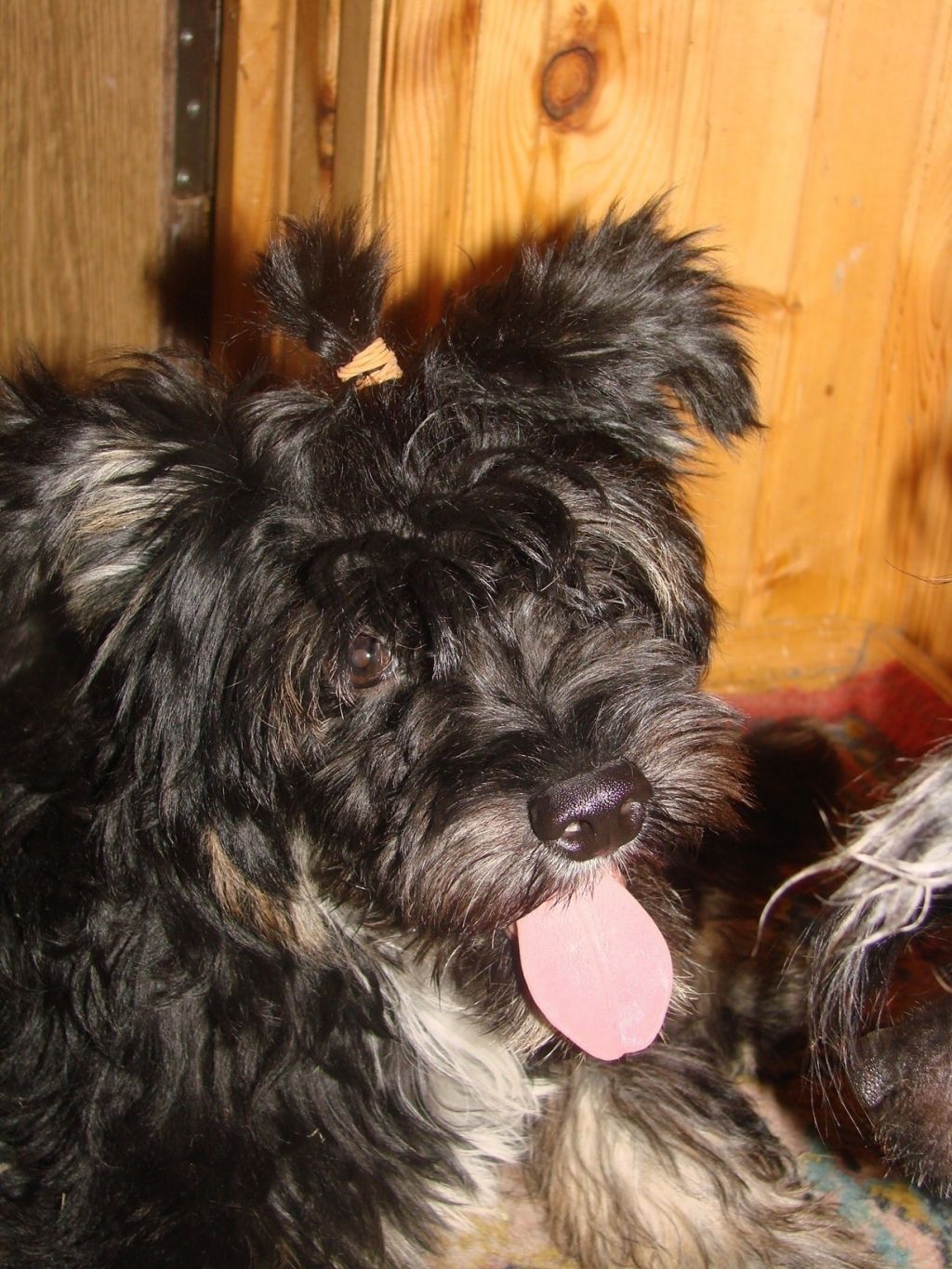 Zlato Dinastii Gannibal