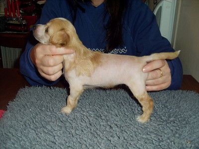 Absolute Magic's Cayenne Mix Max