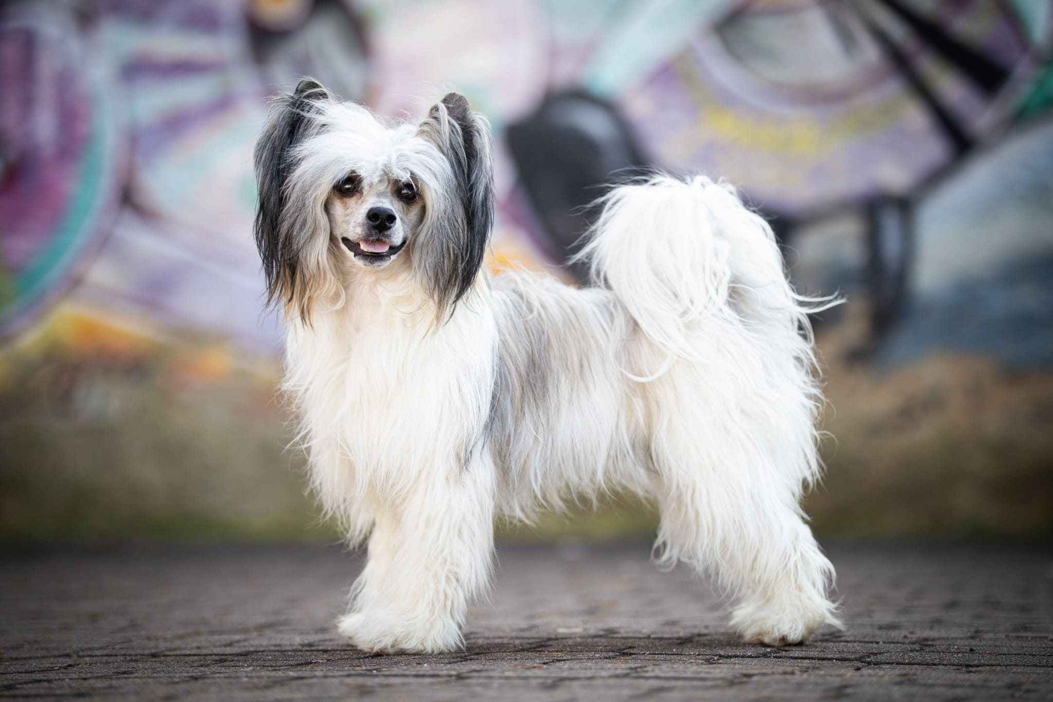 Augustin Kingdom of Aravern