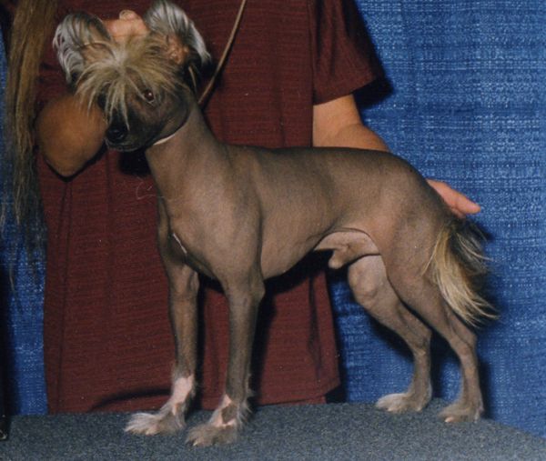 Jewels Lion Eyes Of Puffin