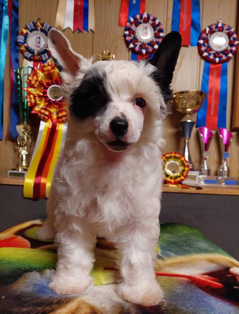 Picture