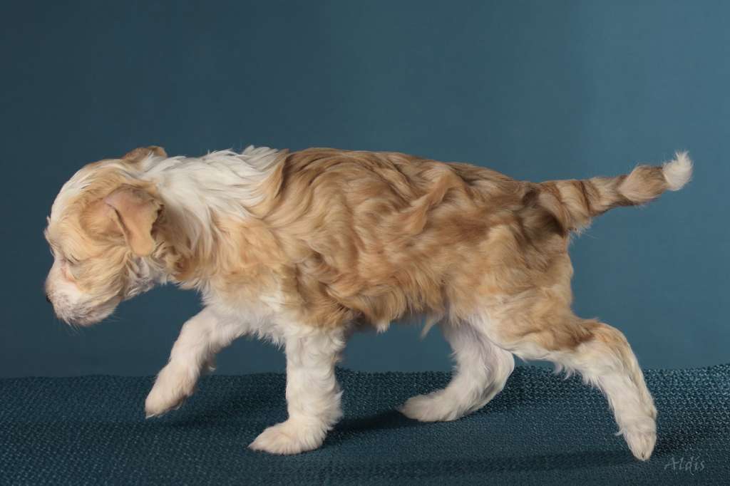 TnTcrested Duke of hazard