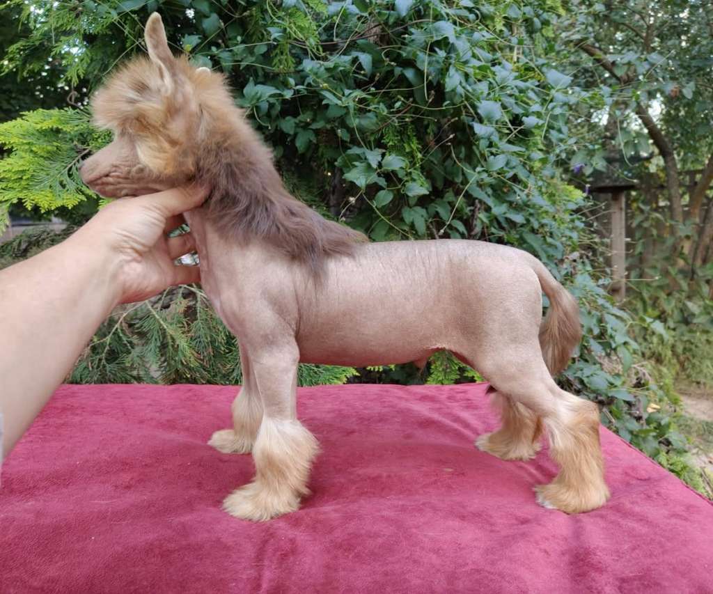 Czekoladowy Sen Sasima