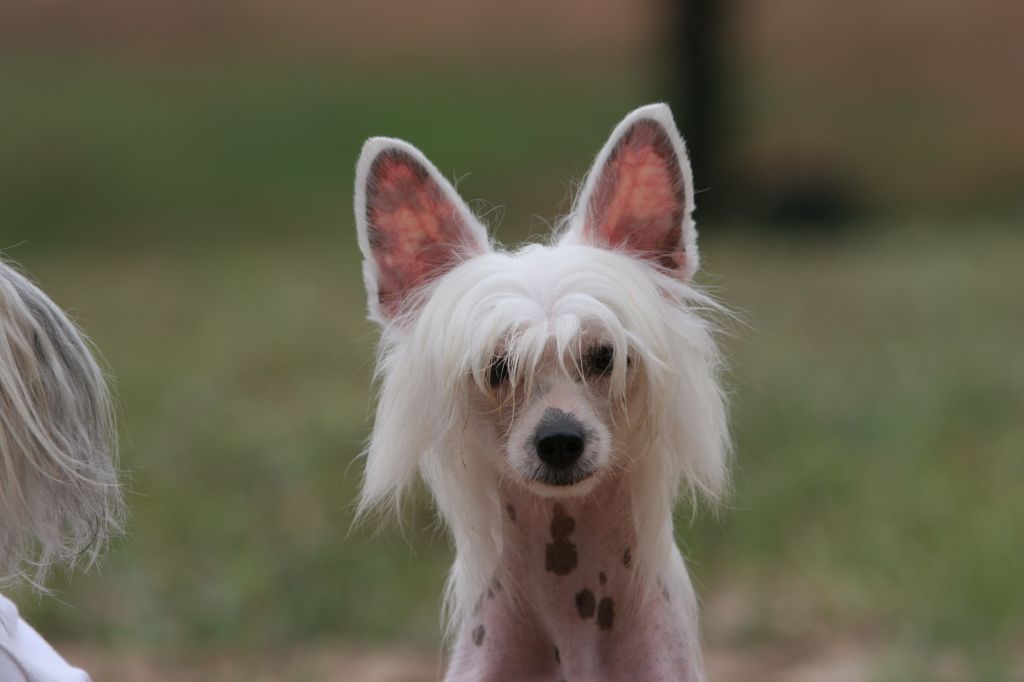 Rasberi's Racin Diva