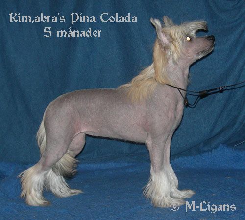 Rimabra's Piña Colada