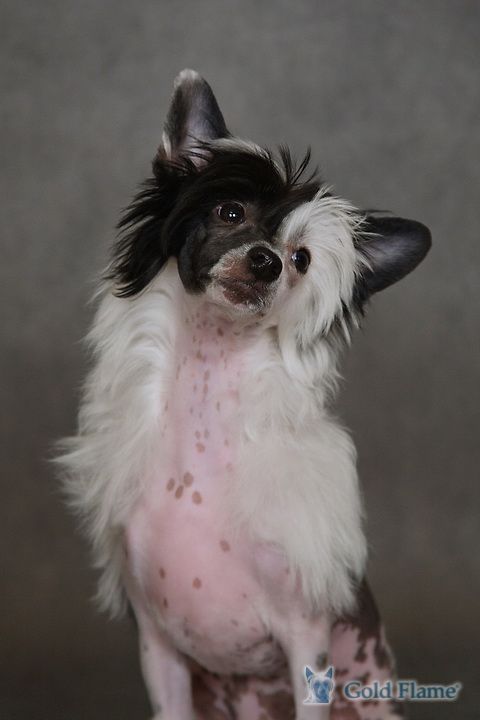 A Sweet Little Love of Candymoor Castle