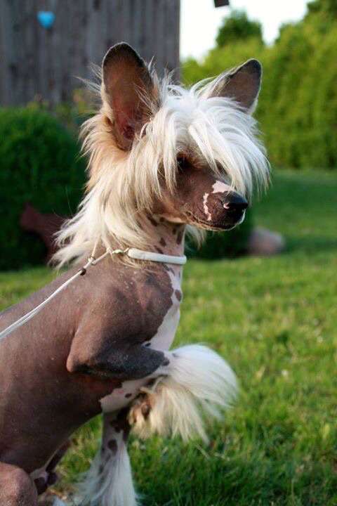 Chichiripa Billy The Blackburn Buccaneer