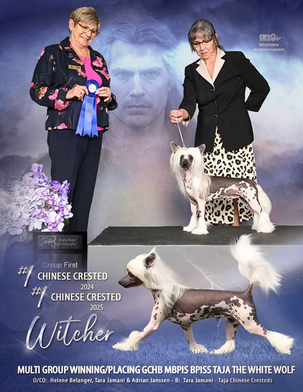 GCHB Taja The White Wolf