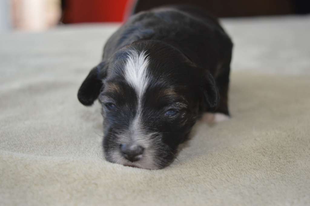 Ophelia Kameleondogs