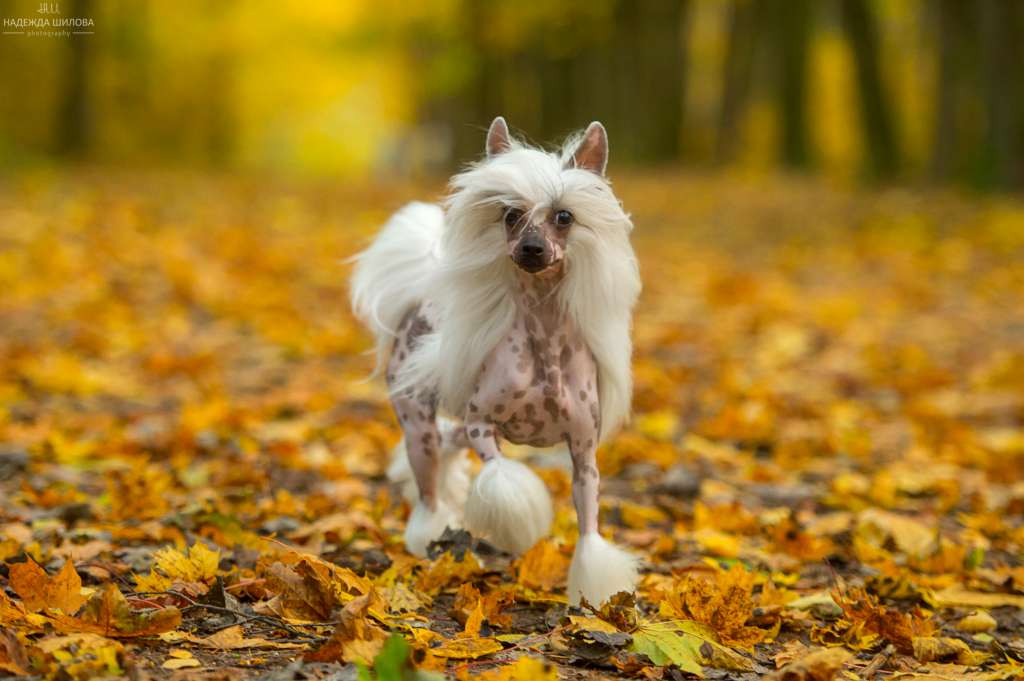 Star Dynasty History Victory