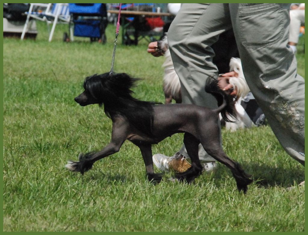 NL Ch Scherzando Black is Black