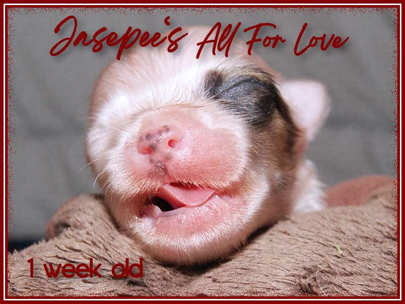 Jasepee's All For Love