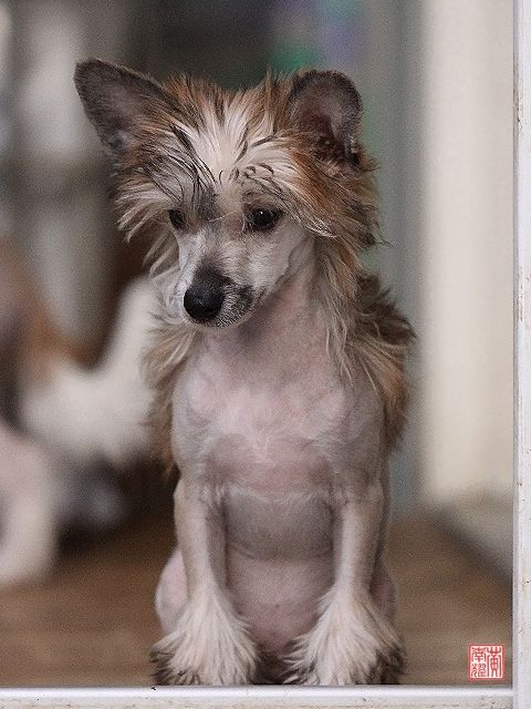 Quickstepp von Shinbashi