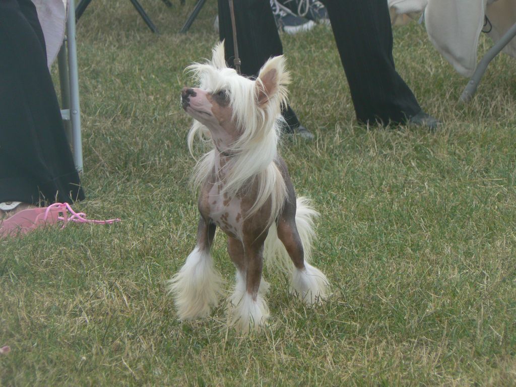 Doucai's True Euphoria