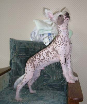 Sunny Lion Odisey Ocharovatelniy