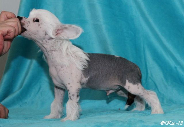 Tirlittan Drago Malfoy