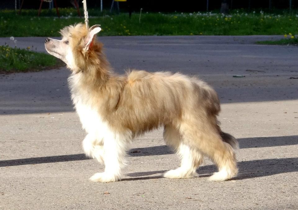 Indie Rock Sasima (fci)