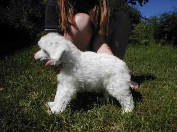 Gamla Bodens Mini Akiim