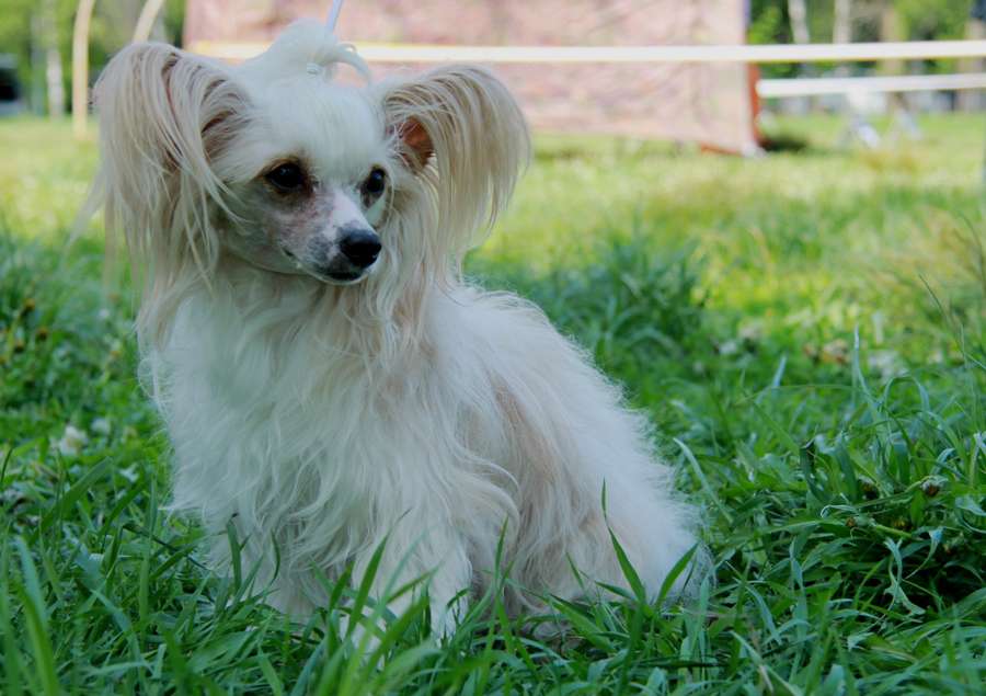 Grand Show Istinnaya Lady