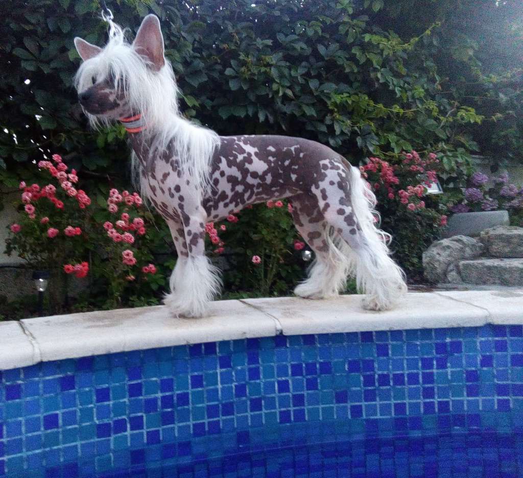 Crestilux Bling Bling