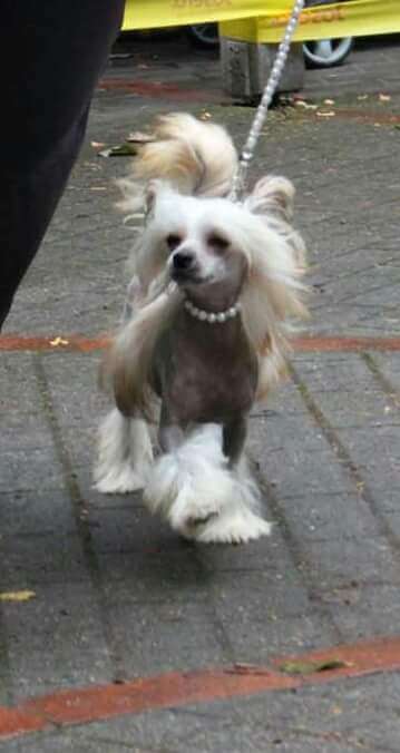 Little Rehma's Elementary Kitoe