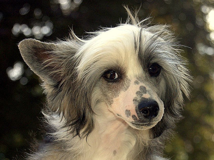 Feisha Adele z Andelovy dlane