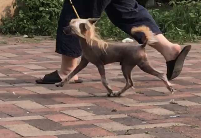 Rosa sinensis of Paste