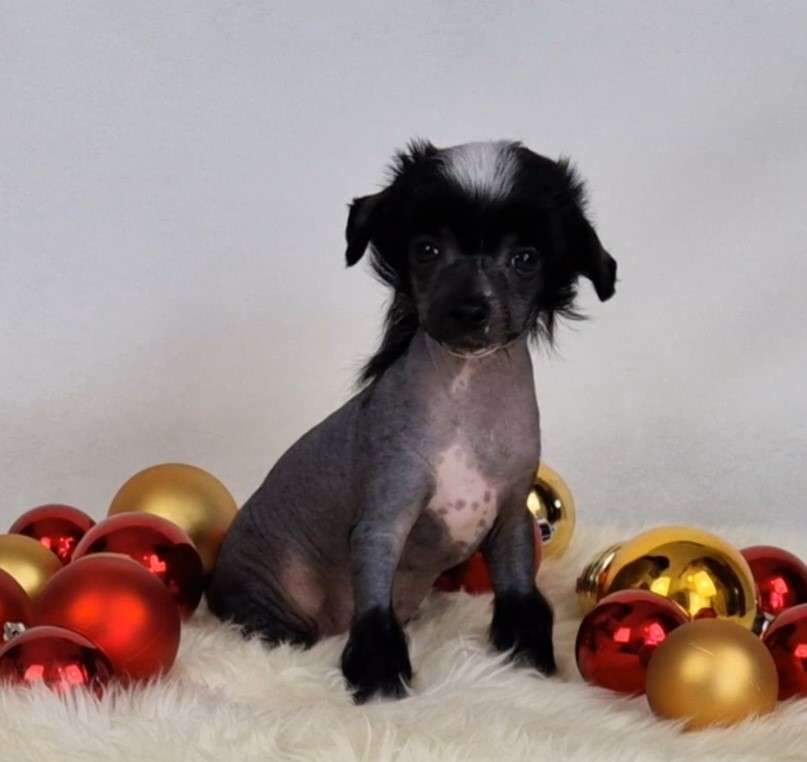 Paw Patrol von Natelberg