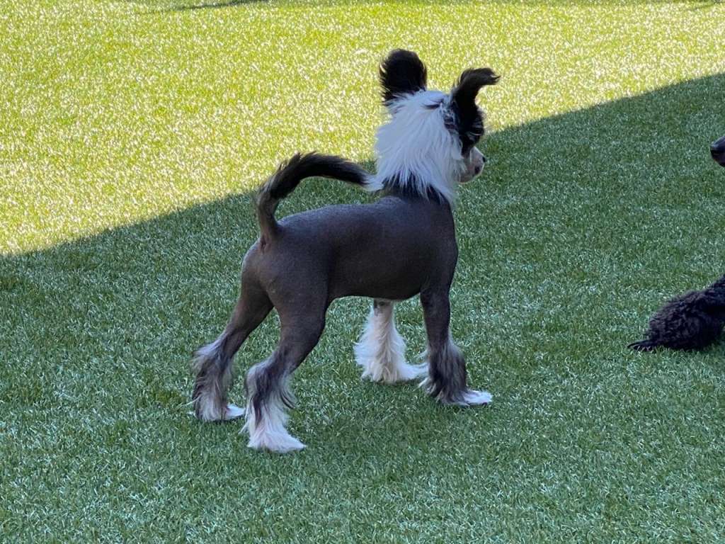 Krescendo George of the Jungle