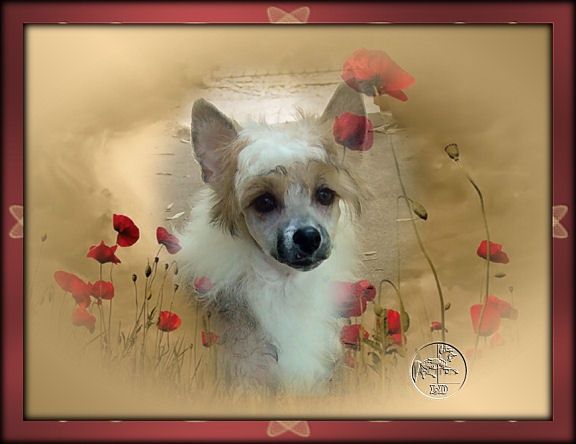 La Divina Della Castafiore