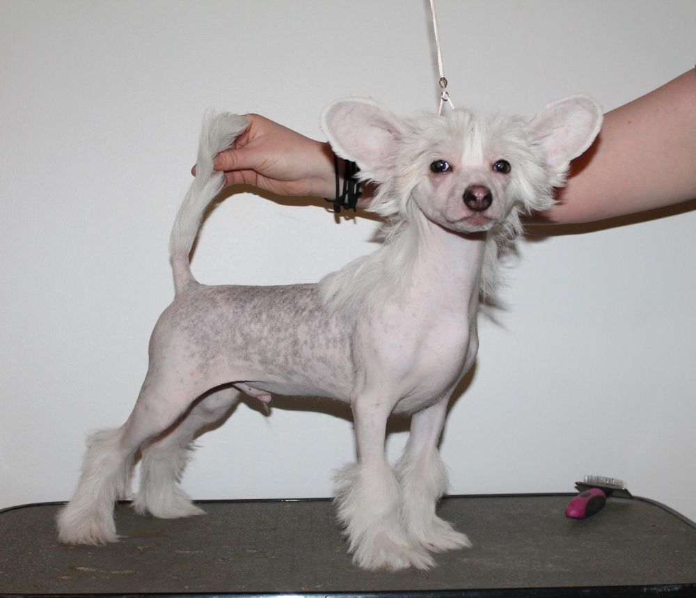 Laronja's Slumdog Millionaire