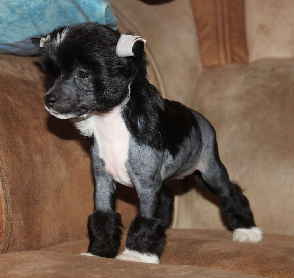 Ceshli Alishat Alisha iz Clana Timurlana