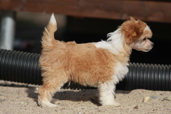 Lunacrest The Gold Rush