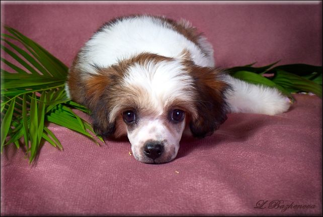 Mashama Mazi Rus Isifo Ayo