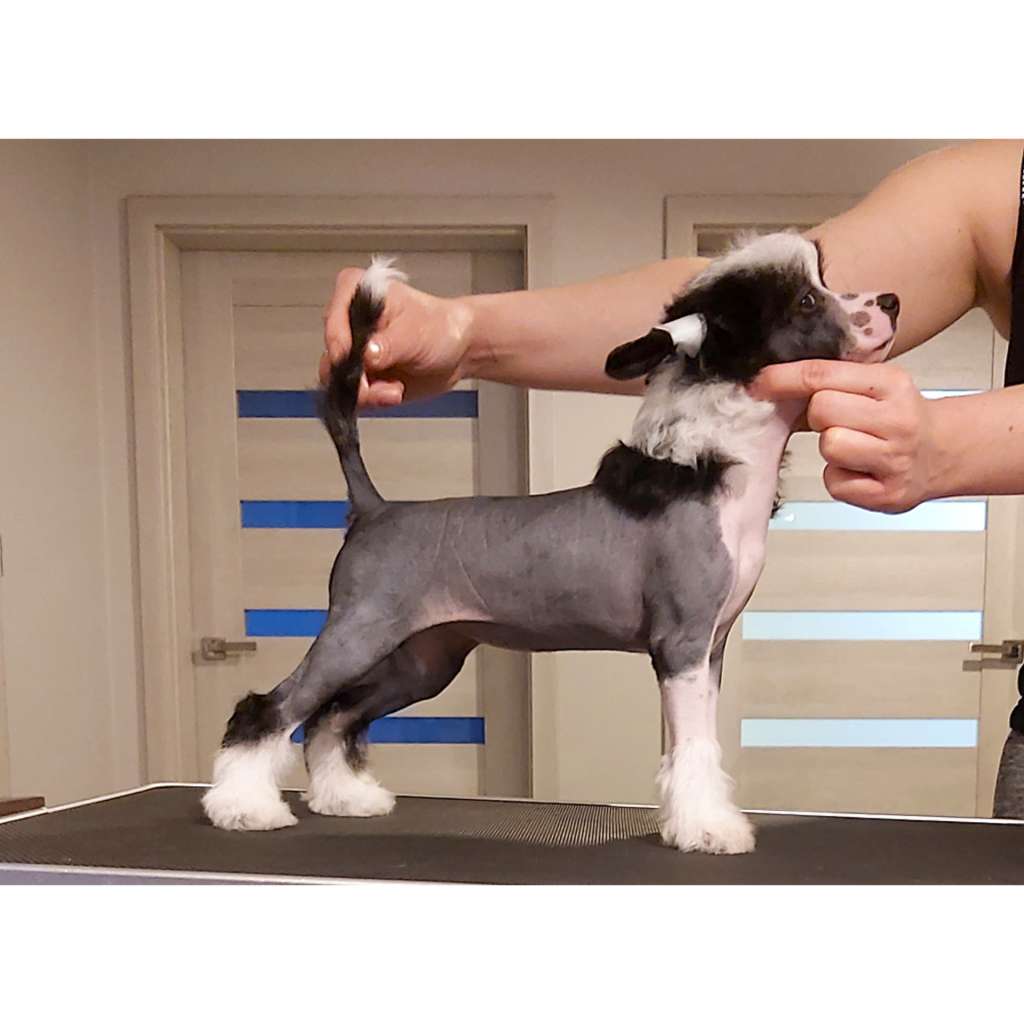 GCH My Crazy Crested Roingold Kinscem