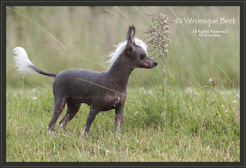 Pu Yi's Dynasty Llewellyn Angus