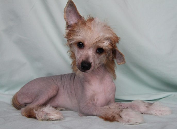 Apriori Vip Letitsia